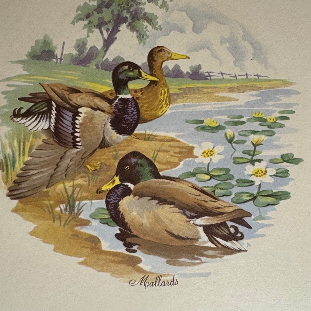 Vintage VTG Mallard Duck Tile Trivet Wall‎ Decor Farmhouse Kitchen Decor 8sq"